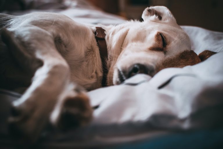 Spokojeně spící pes ilustruje kvalitní spánek
