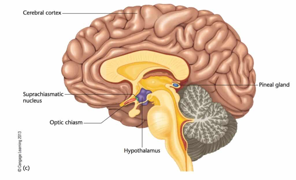 detail mozku ukazující, kde se nachází suprachiasmatické jádro