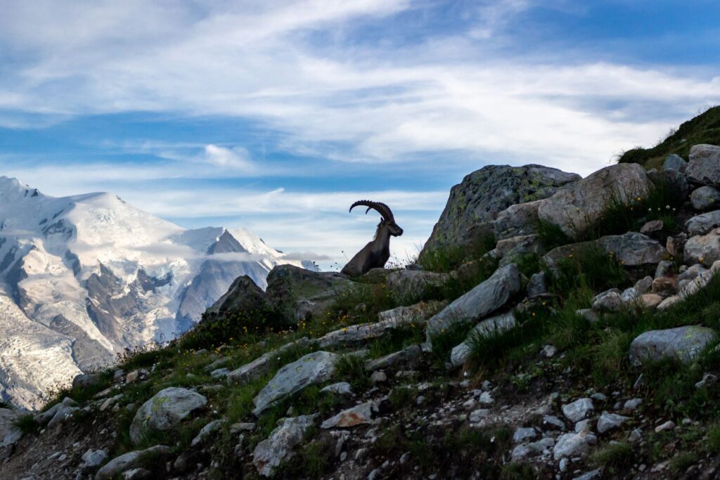 Kozoroh na Tour du Mont Blanc